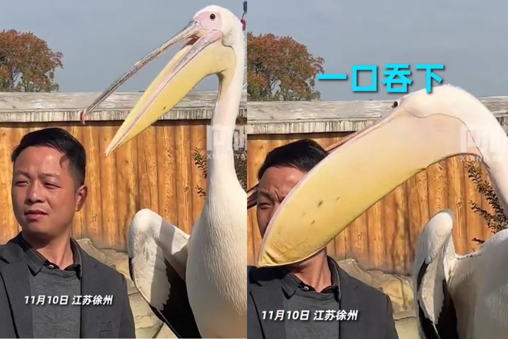 陸男動物園自拍竟遭「鵜鶘灌頂」 園區：沒有危險性