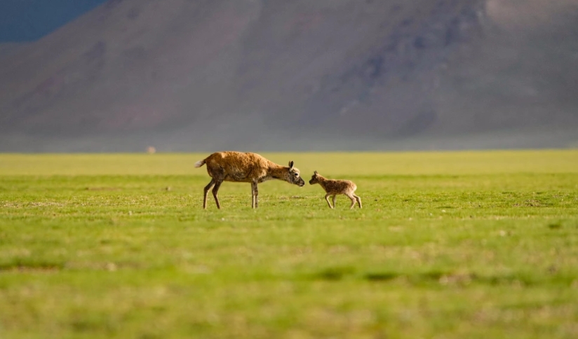 魯確塘草原上的藏羚羊母子。圖/取自新華社