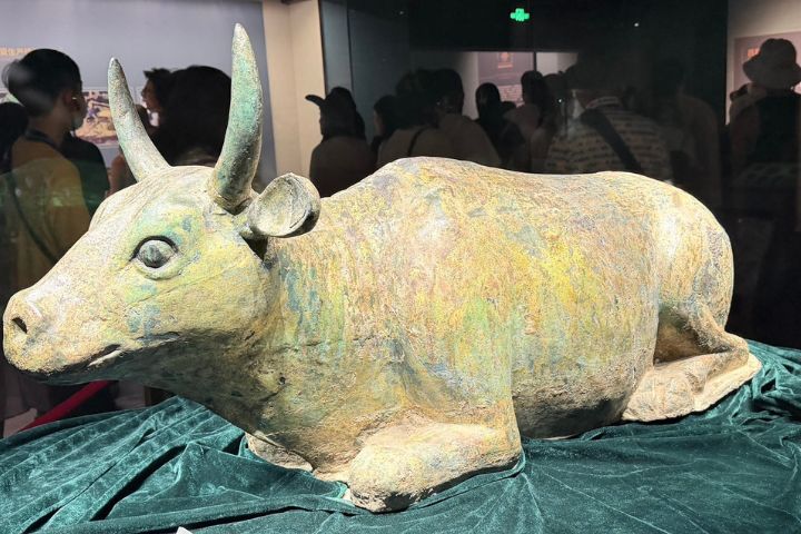 西夏鎏金銅牛於西夏王陵陪葬墓中出土，全長120公分、高45公分、重達188公斤。圖/記者陳素貞攝