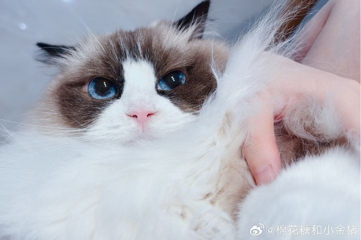美麗比數字重要 公主布偶貓生寶寶 一胎一娃最健康