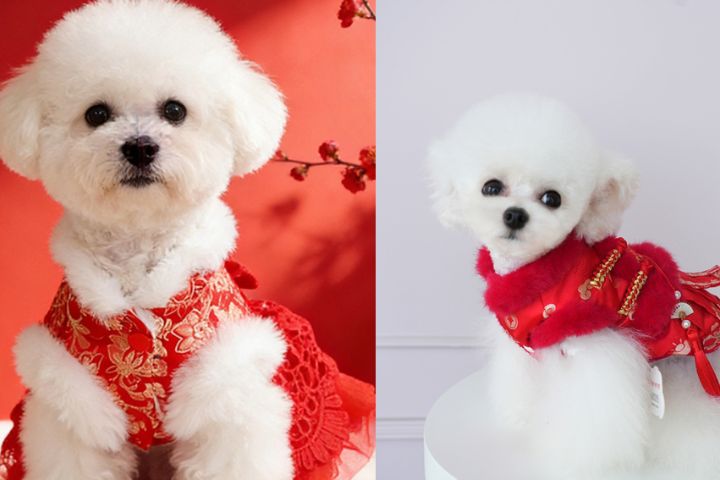 打扮毛孩迎春節　台北寵物用品博覽會、公益認養同步登場　