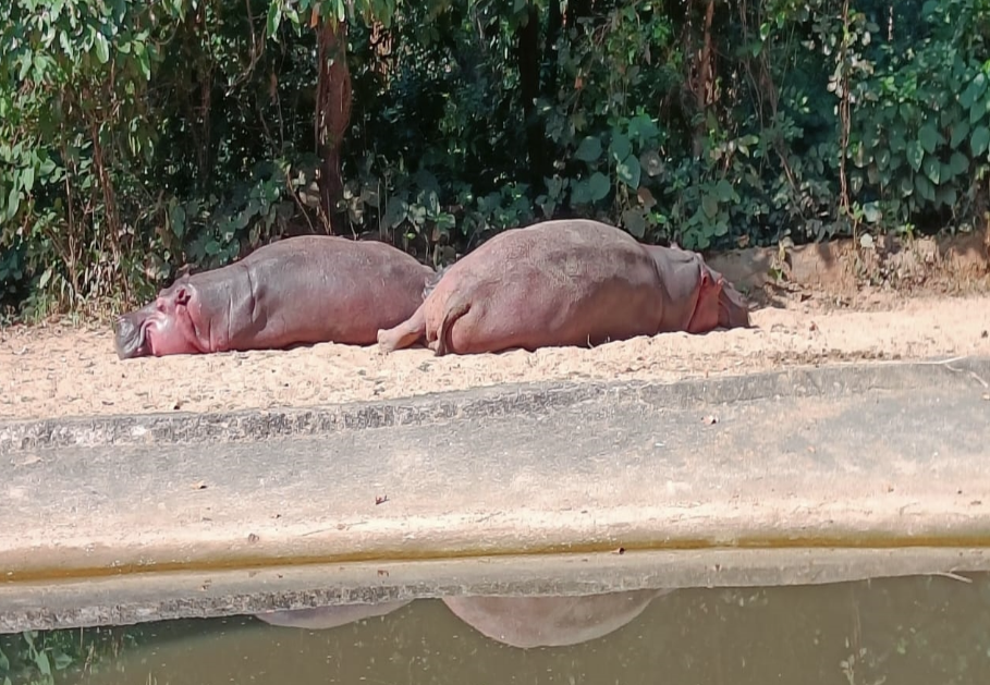 印度一家動物園員工在餵食小河馬時，遭河馬媽媽襲擊慘死。示意圖，非當事河馬。圖/取自Bhagwan Birsa Biological Park臉書