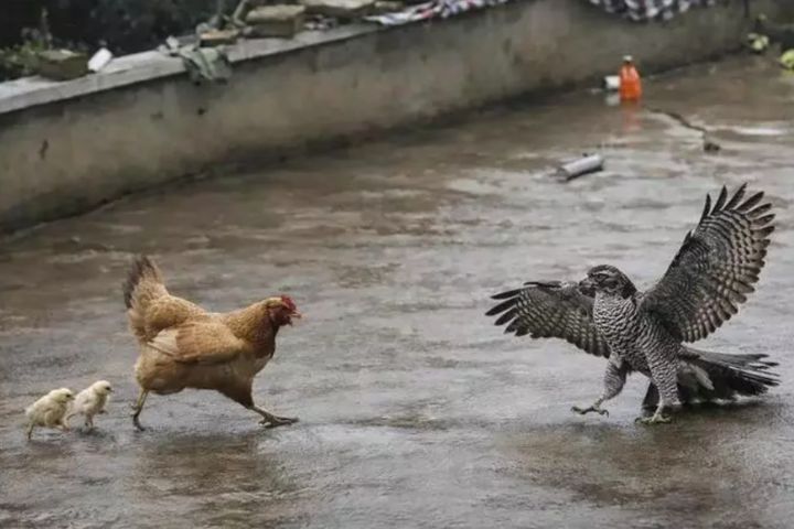 母雞護小雞肉搏老鷹　小小「戰鬥雞」展現最拚命的母愛