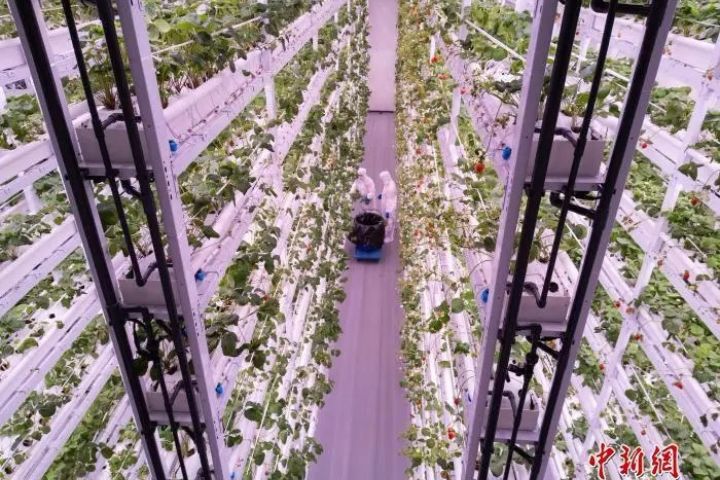 11層高的栽培架上,1.3萬株草莓掛滿果實。圖/取自中新社