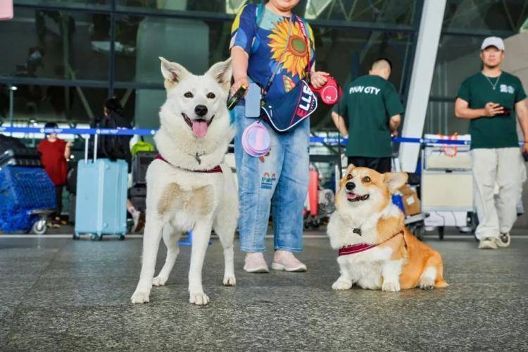 大陸首架寵物出境包機6月6日下午從上海浦東國際機場出發。圖/取自上海新聞廣播微信公眾號