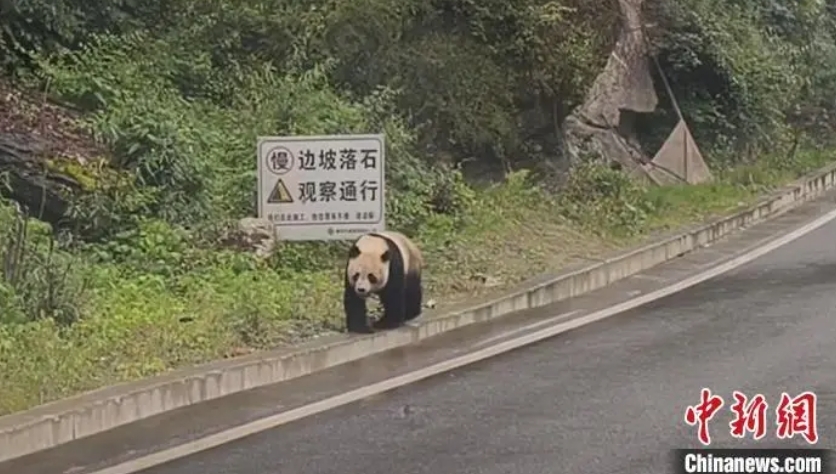 車友在四川拍到的野生大貓熊。圖/截自中新網