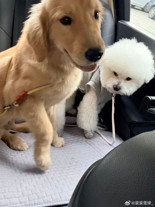 不同體型的狗狗,也有各自需要注意的健康問題,可依品種及體型,約在7歲左右開始加強老年照護。圖/取自滾滾雪球微博