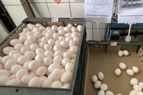 彰化文雅雞蛋農藥超標　25萬顆待銷毀、全台15萬顆緊急回收