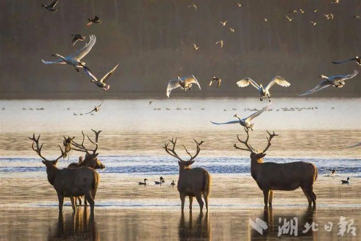 中國文化記憶的並非馴鹿，而是被稱為「四不像」的麋鹿。圖/取自湖北日報微博