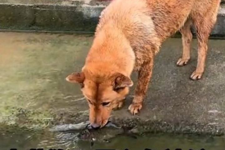 大黃狗小心翼翼將魚叼起，隨後快步走向河邊，將魚緩緩放回水中。圖/取自桂林生活網影片