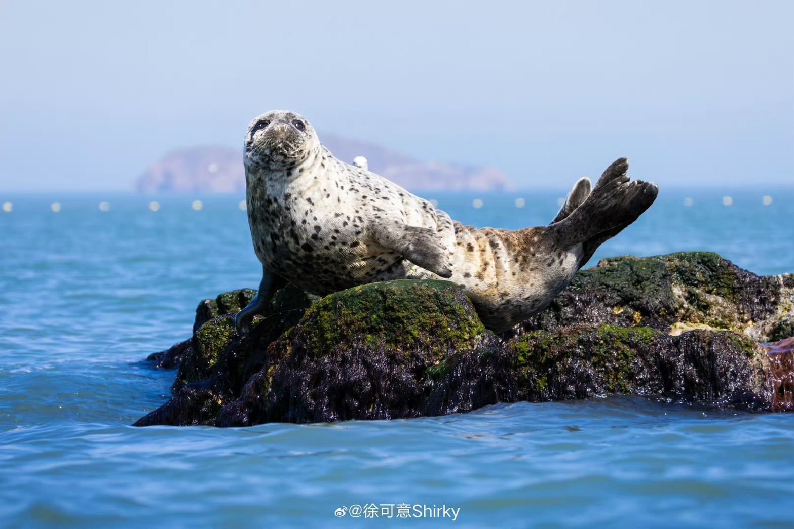 斑海豹體型呆萌，頭型圓帶觸鬚，沒有外耳廓。。圖/取自徐可意Shirky微博