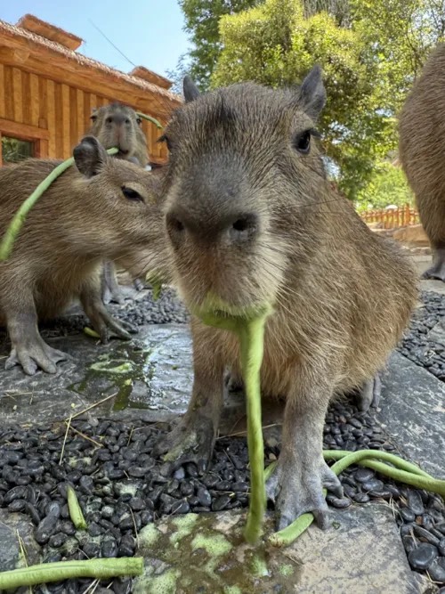 豆角確實是園區水豚的固定日常飲食之一。圖/取自銀基動物王國