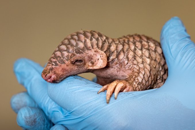 台灣一對穿山甲赴布拉格動物園 ，今年夏天順利產下第2胎，讓園方又驚又喜。圖/取自@zoo_praha臉書