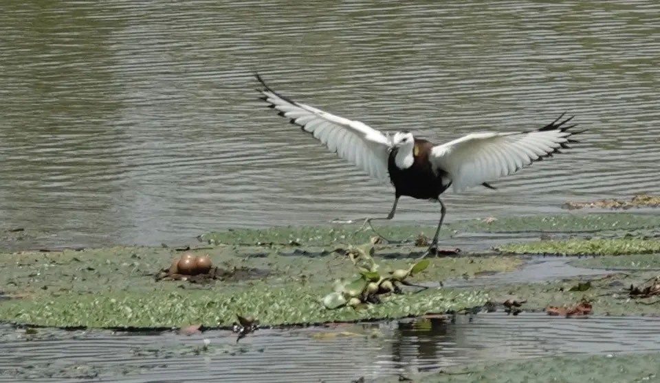 「水鳳凰」下金蛋！杭州西溪濕地 紀錄水雉繁殖生蛋