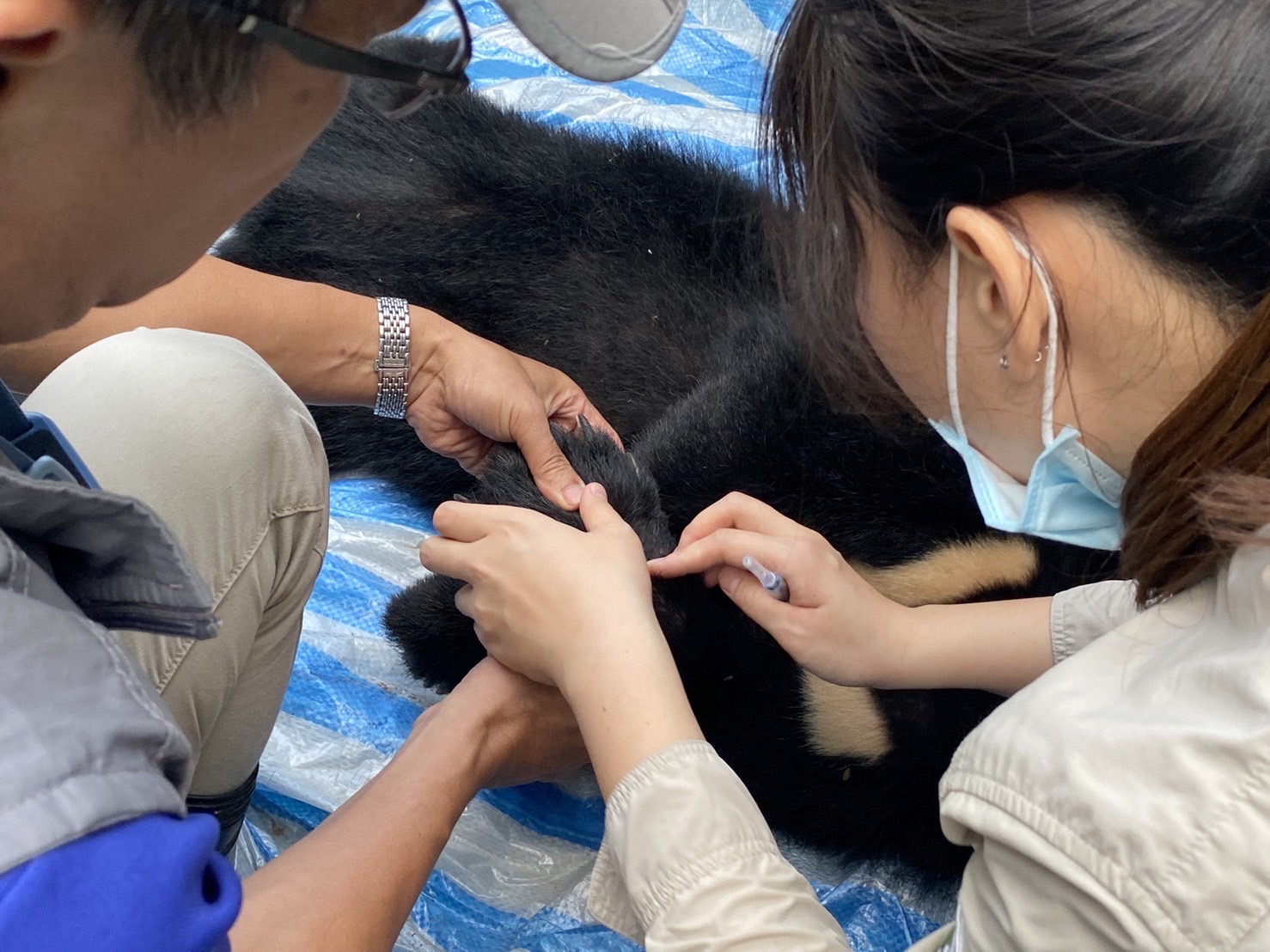 獸醫師在救出Ziman的現場初步檢查左前肢受傷情形。圖/取自農業部自然保育署網站