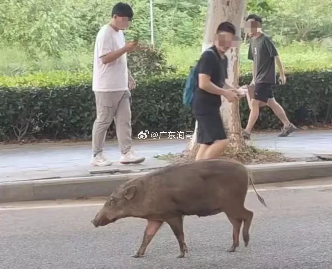 管管200萬頭野豬吧！大陸在保育與公害間拔河