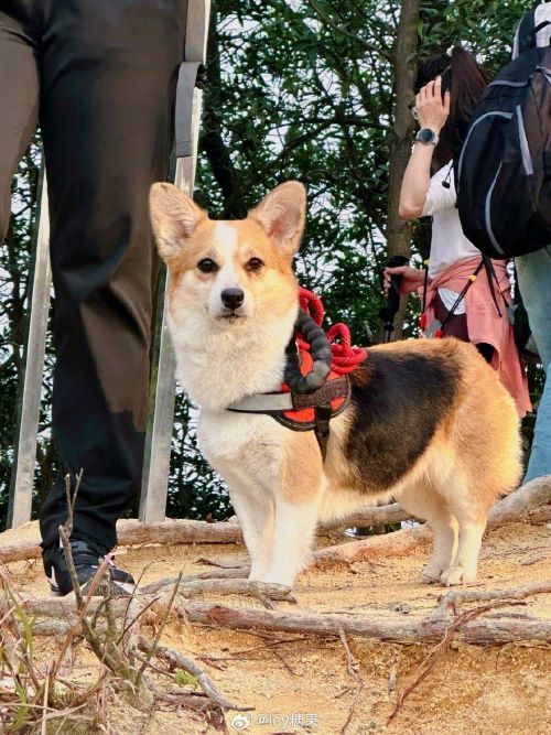 犬隻面對高度落差或不熟悉地形時,可能因恐高與不安全感產生顫抖、僵硬等生理表現。圖/取自lcy糖果微博