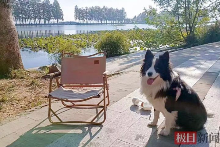 老公「放養式」遛邊牧　走失24小時　警方調監控找回