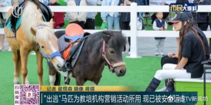  兩匹「落跑」闖上海鬧區的小馬，疑似是大寧久光百貨內某家教育培訓機構行銷活動使用的馬匹。圖/取自STV新聞坊微博