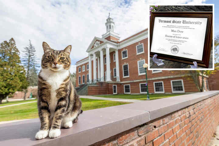 愛逛校園與人互動　虎斑貓獲頒佛蒙特大學榮譽博士學位