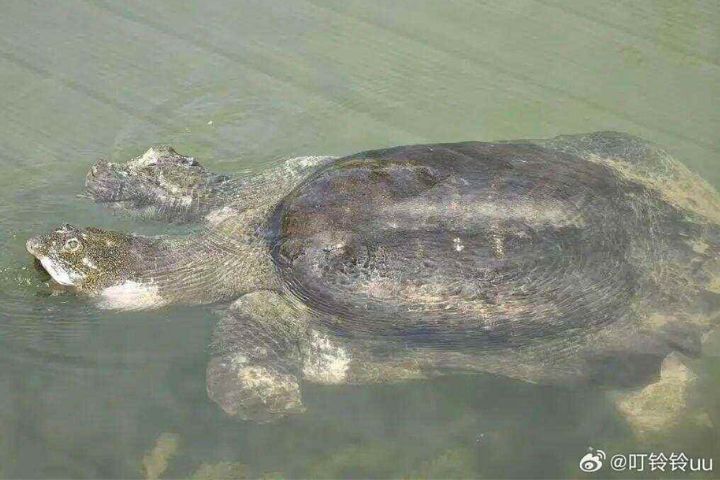 全球僅存兩隻　滅絕倒計時　大陸唯一百歲斑鳖「蘇蘇」罕見現身　