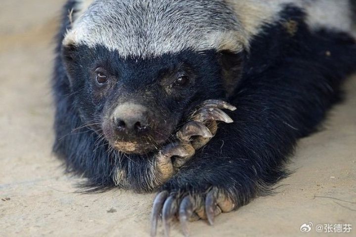 個不大戰力驚人　蜜獾「無畏型掠食者」連動物園也頭疼