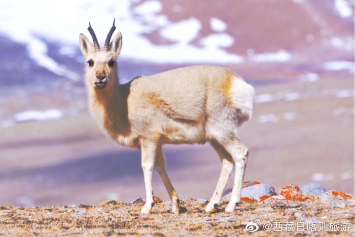 噪音和光線造成的驚嚇,可能導致藏羚羊與岩羊群居群體踩踏事故。圖/取自西藏日喀則旅遊微博