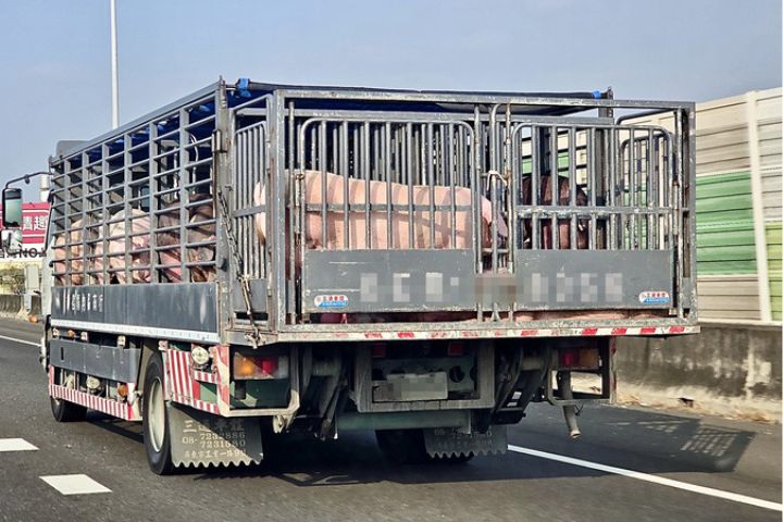 禁令解除　活豬恢復運輸　每日宰殺上限3萬頭、採抽籤決定資格