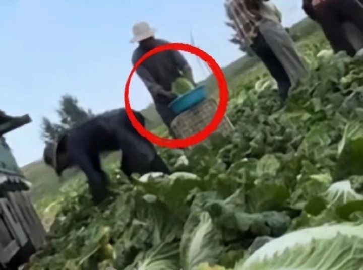 「漁獵齊哥」影片顯示，在康保縣屯墾鎮，有收購商在白菜裝車運輸前，將白菜沾取甲醛溶液。圖/取自漁獵齊哥影片