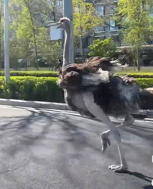   鴕鳥是現今世界最大的鳥類，奔跑在北京亦莊街頭，橫衝直撞的威力，不下於無人控制的車輛。圖/取自新京報影片