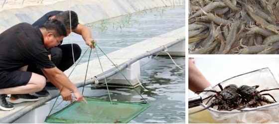 鹽鹼水養的白蝦風味獨特，龍蝦肉質鮮甜。圖/取自《新疆日報》