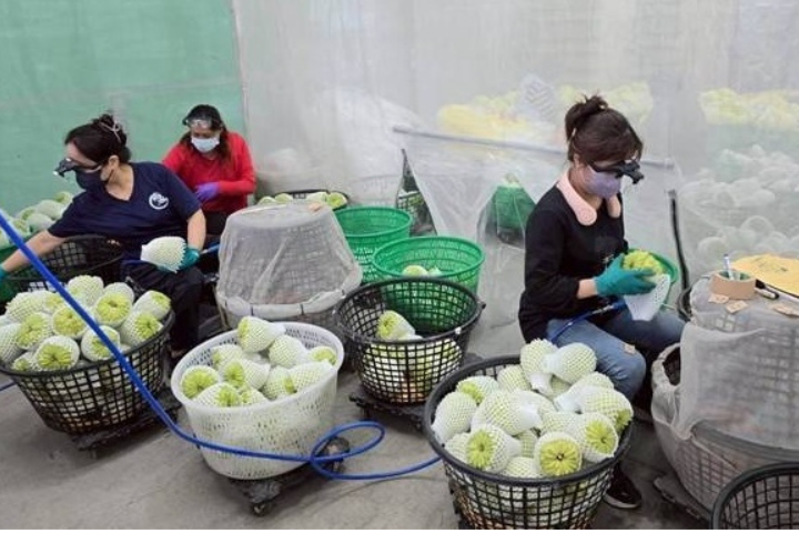 從綠金傳奇到政治口水　林佳新轟吳音寧：忘了農民只看見政治