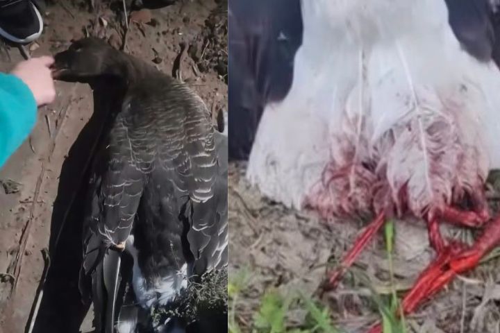 大雁慘死、白鶴斷腳、牲畜中箭　野生動物最怕的是它