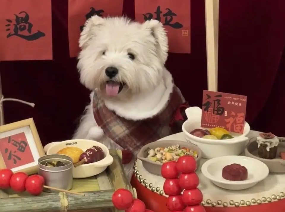 這個除夕很暖 5000流浪貓狗獲贈糧食 豪華小狗年夜飯被訂光 