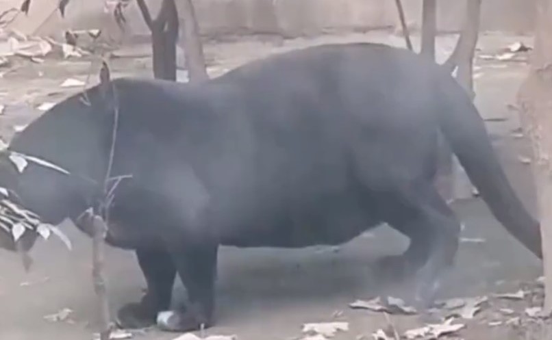 成都動物園的黑豹肚子大到快拖到地上。圖/取自微博影片