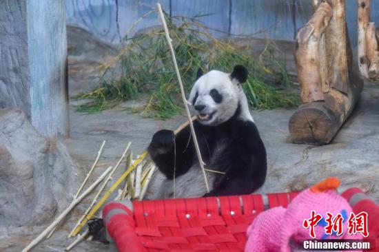 海南熱帶野生動植物園的大貓熊「舜舜」享用新鮮竹子，狀態良好。圖/取自中新社