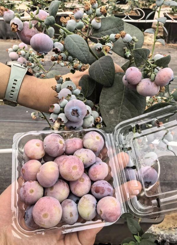   粉色藍莓只是透過不同資源多代雜交後，讓花青素表現降低、呈現粉紫色外觀。圖/取自科普中國•公眾號