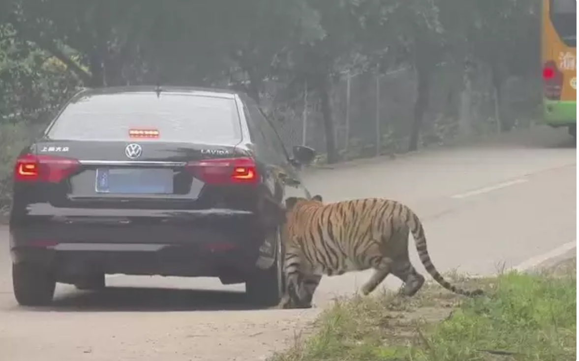 動物園老虎追咬遊客車輛 園方霸氣：有保險車損全賠