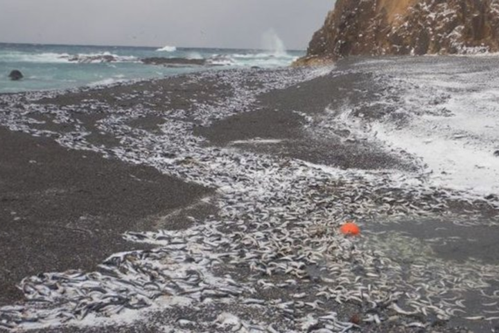 北海道南部海岸沙丁魚屍體綿延900公尺　民眾憂大地震發生前兆