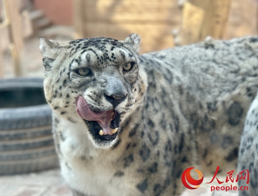 青藏高原「神奇動物」救護站 雪豹、猞猁、兔猻是常客