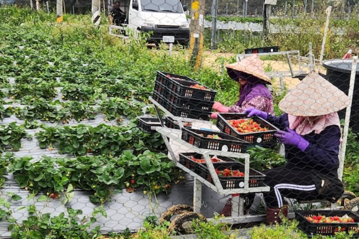 農業缺工告急！外籍移工名額大幅加碼至2萬人　草皮、芽菜也開放