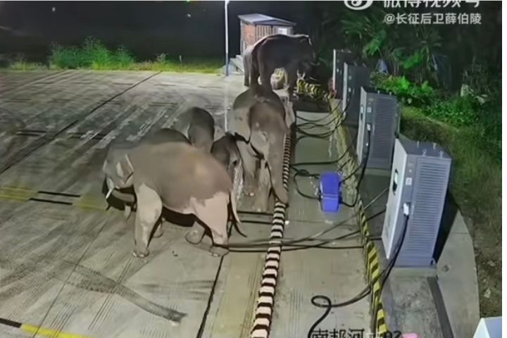 大陸雲南省普洱市思茅區近日出現罕見一幕，一群野生亞洲象深夜闖入汽車充電站。圖/取自微博影片