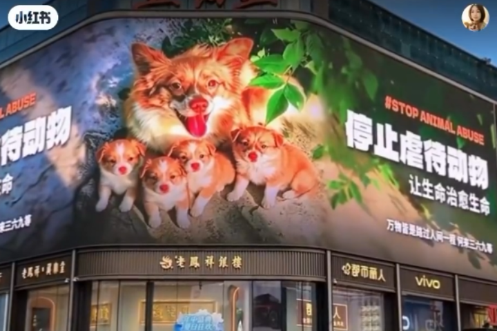 陳喬恩為廣東殺狗案發聲！當地人再火燒浪犬　各地電視牆齊亮起「旺旺一家」