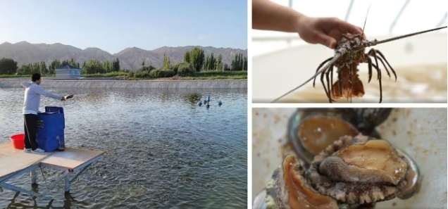 在沙漠裡養殖海產品，鹽鹼水養的蝦風味獨特，口感非常好，肉質鮮甜又不失淡水蝦的彈性。圖/取自《新疆日報》