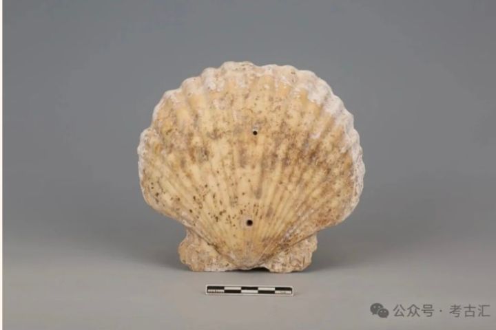 墓葬出土材料的來源也引起考古界關注。研究推測，扇貝可能來自黃渤海地區。圖/取自考古匯公眾號
