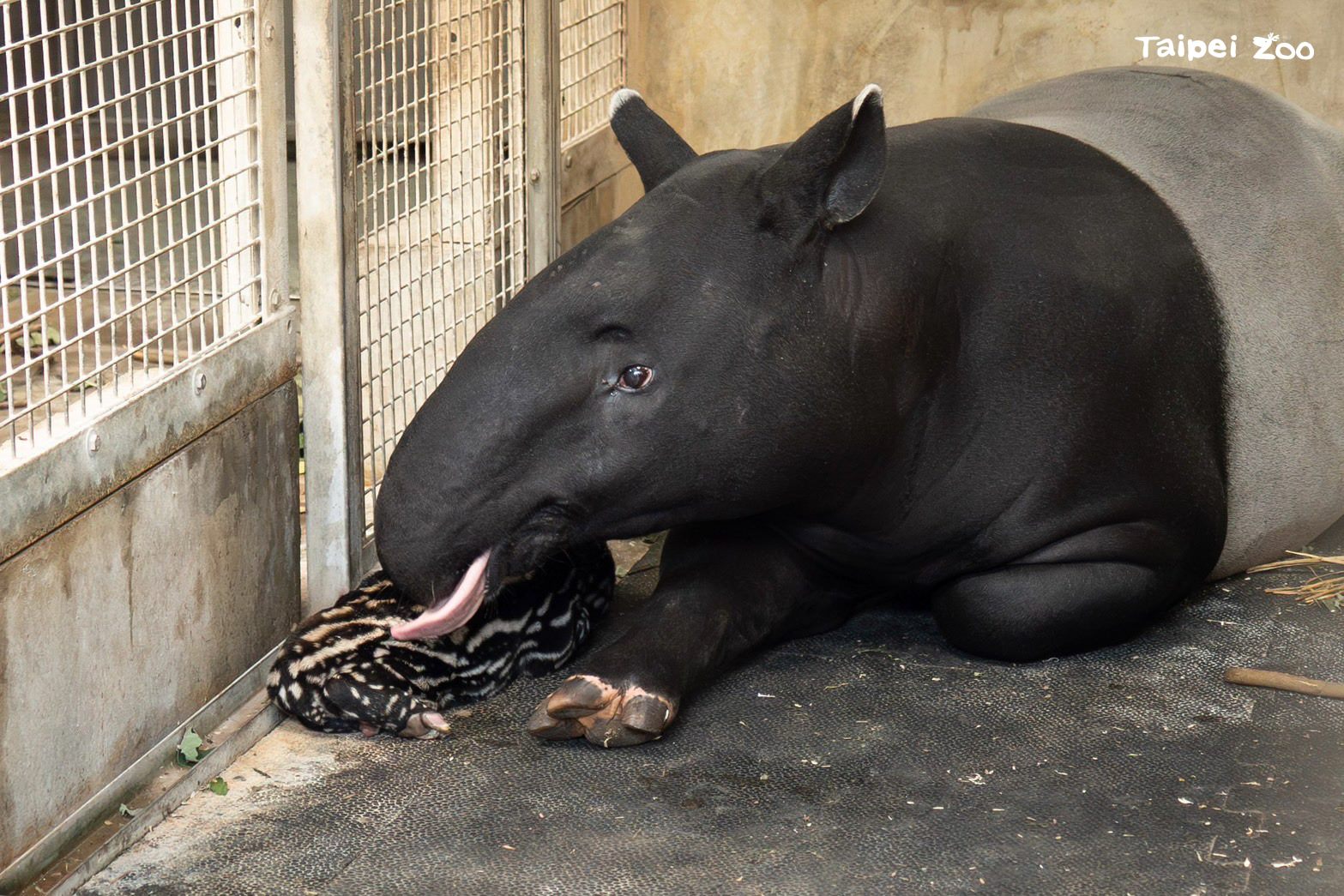 貘寶寶為土生土長的「貘莉」（右）與從捷克布拉格動物園來台的「貘克」之結晶。圖/取自台北市立動物園網站