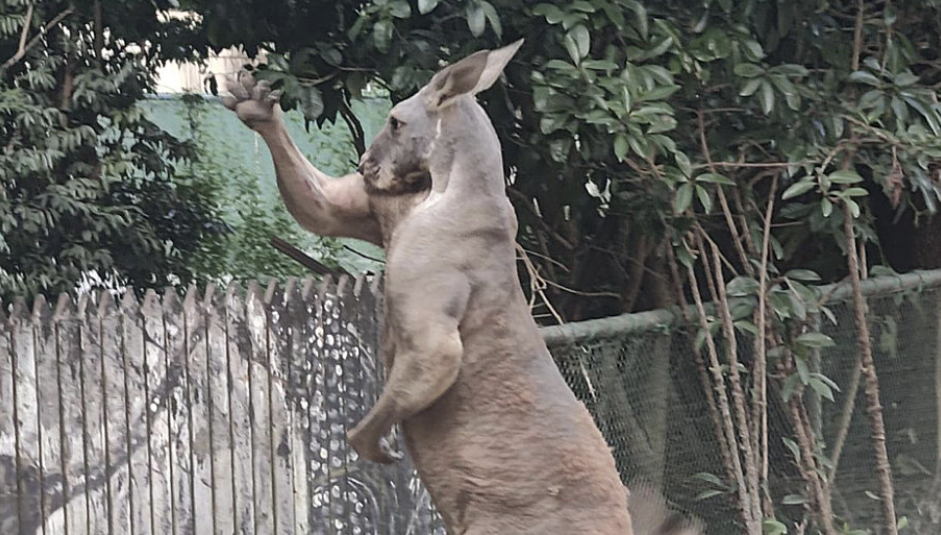 一名遊客到上海野生動物園的「袋鼠坡」餵袋鼠，沒想到遭到袋鼠攻擊。（示意圖，非當事袋鼠。）圖/取自微博我要投訴－周到上海