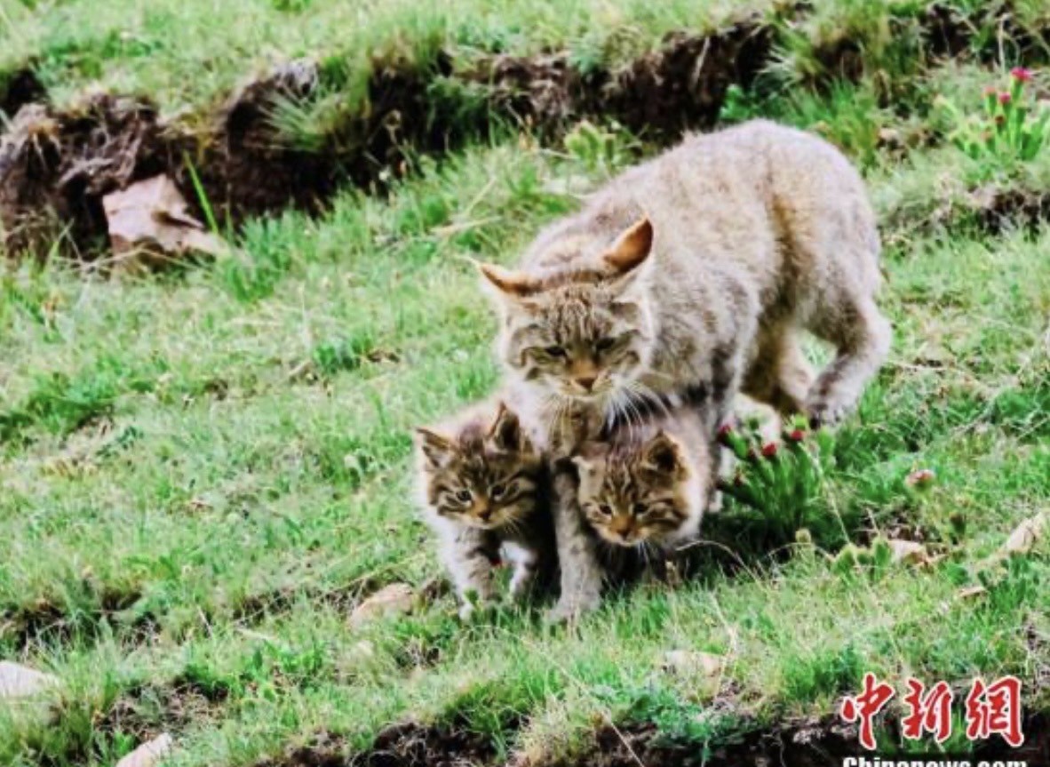 荒漠貓寶寶與媽媽一起「踏青」。圖/取自中新社