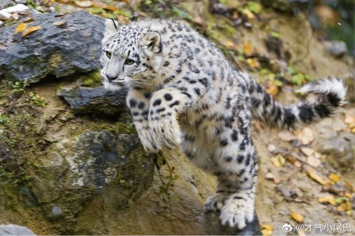 雪豹屬於高度隱秘的掠食者,對噪音和光線十分敏感,爆炸聲可能迫使其離開獵區。圖/取自才氣小尾巴微博