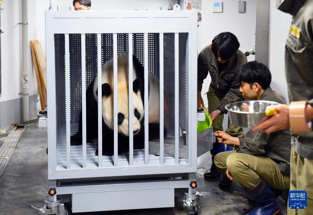 9月29日，在日本東京上野動物園，大貓熊「比力」被裝入運輸箱中。圖/取自新華社